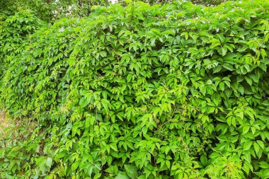 Duvar kaplama sarmaşık yaprakları. Taş duvar arka plan veya doku için Ivy ile.
