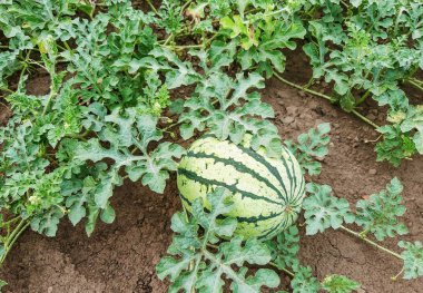 hasat edilmeden önce tarlada karpuz olgunlaşma