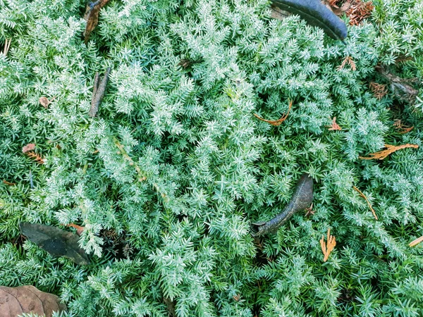 Verde Agujas Fondo Parque — Foto de Stock