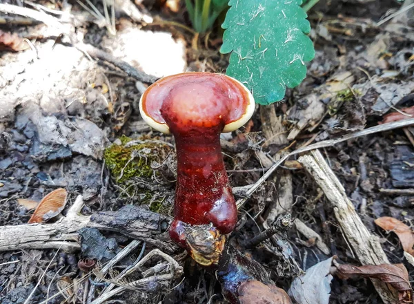 Cogumelos Fungo Crescendo Terra — Fotografia de Stock