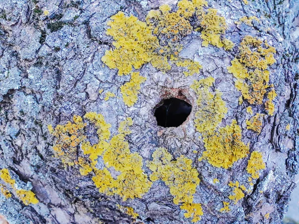 Albero Con Licheni Cavità Foresta Parco — Foto Stock