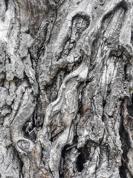 老树皮纹理 树皮的背景 旧皮肤树皮 有开裂的痕迹 — 图库照片