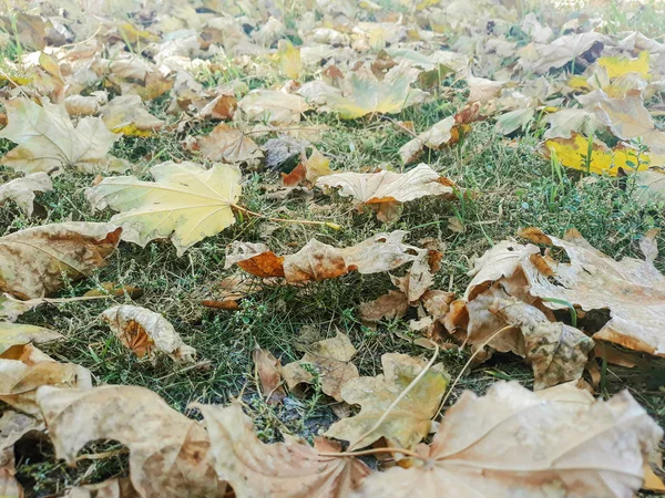 Folhas Outono Folhas Amarelas Chão — Fotografia de Stock