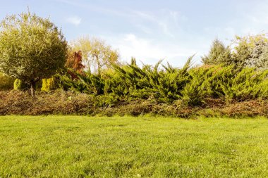Sonbahar, ağaç ve çim ile peyzaj tasarımı