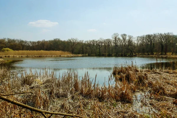 Schuim Rivier Boom Herfst Natuur — Stockfoto