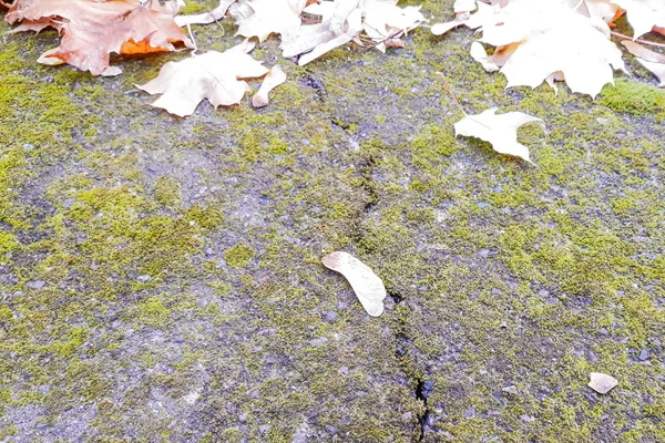 Herbsttrockene Blätter Gelber Hintergrund — Stockfoto