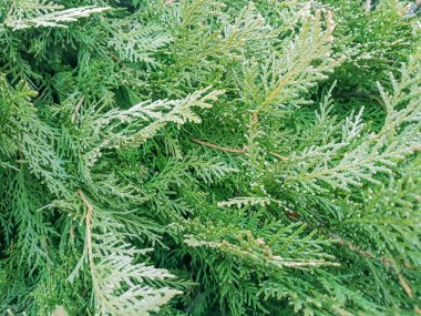 çam ağacı, doğa yeşili, arka plan