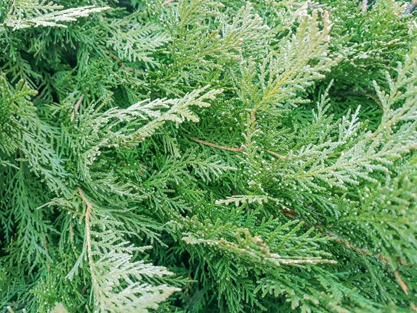 çam ağacı, doğa yeşili, arka plan