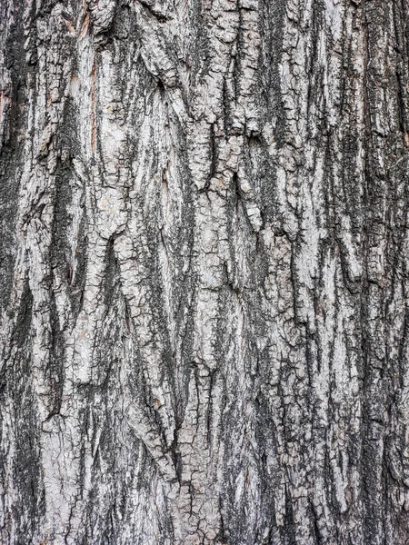 Struttura Della Corteccia Dell Albero Sfondo Corteccia Albero Pelle Corteccia — Foto Stock