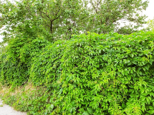 Blätter Von Efeu Bedecken Die Wand Steinmauer Mit Efeu Für — Stockfoto