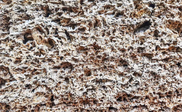 Окаменелости Моллюсков Камне Морские Моллюски Камне — стоковое фото