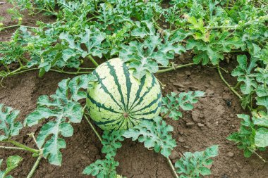 olgun karpuz yığınları ile karpuz tarlası, yaz