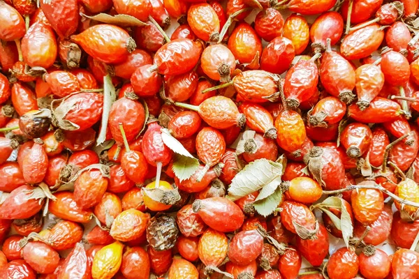 Rote Trockene Heckenrose Natürlicher Hintergrund — Stockfoto