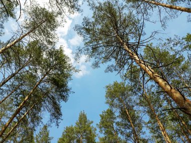 yüksek çam, orman, beyaz bulutlar ile görünüm