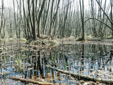 Ağaçlarla dolu bataklık, doğa, park