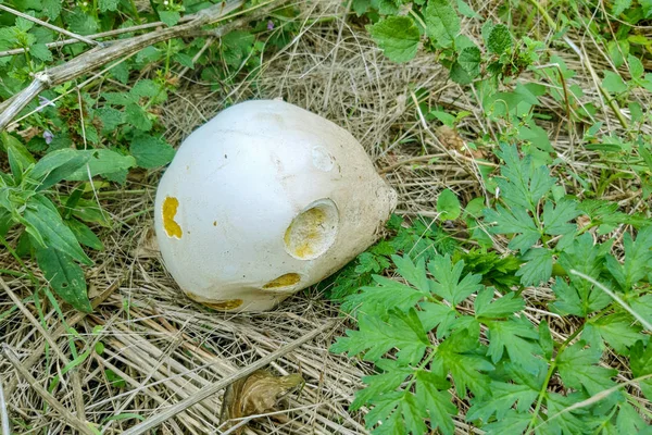 Fungo Cerchio Bianco Che Cresce Terra Foglia Verde — Foto Stock