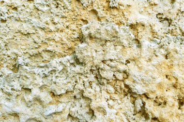 Doku kabuklu deniz ürünleri fosil taş. Taş deniz kabuklu deniz ürünleri.