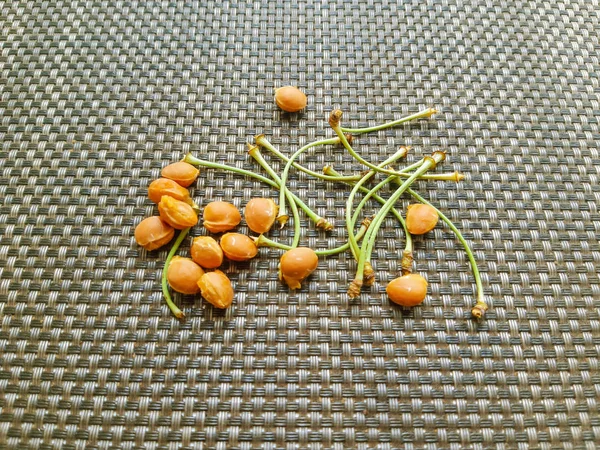 Семена Ягод Сером Текстурированном Фоне Ядро Вишни — стоковое фото