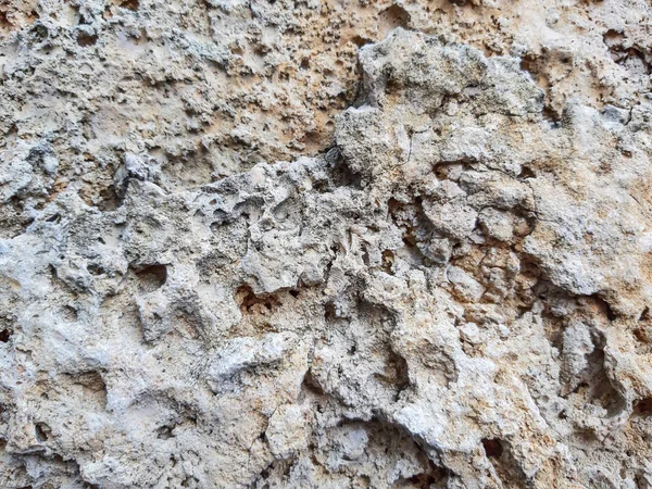 Textura Marisco Fóssil Pedra Marisco Marinho Pedra — Fotografia de Stock