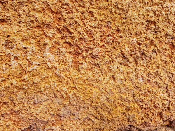 Texture Shellfish Fossil Stone Sea Shellfish Stone — Stock Photo, Image