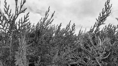 thuja gökyüzüne karşı, siyah beyaz fotoğraf