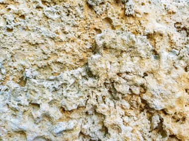 Doku kabuklu deniz ürünleri fosil taş. Taş deniz kabuklu deniz ürünleri.