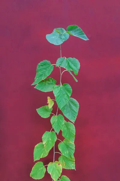 Feuille Mûrier Sur Fond Rouge Été — Photo