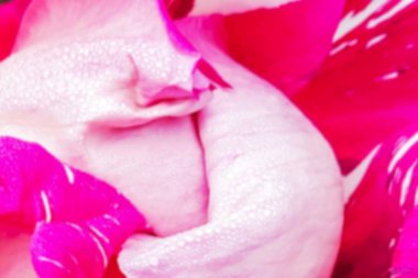 Gül yaprakları, soyut romantizm geçmişi. Yumuşak çiçek kartı. Görüntü