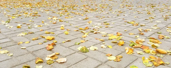 Folhas Douradas Lajes Pavimentação Outono — Fotografia de Stock