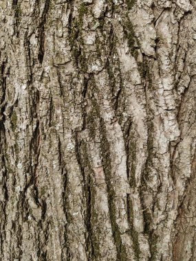 Ağaç kabuğu dokusu. Ağaç kabuğunun arka planı. Ağacın kabuğunun derisi çatırdıyor..