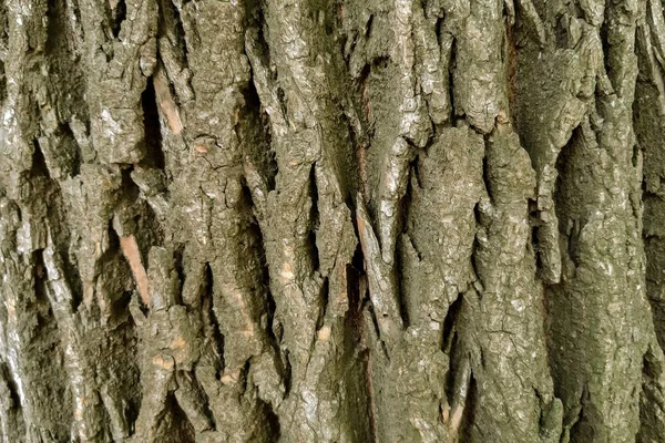 樹皮の質感 樹皮の背景 割れを追跡する木の樹皮をスキン — ストック写真