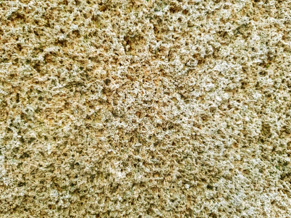 Texture Molluschi Fossili Nella Pietra Crostacei Nella Pietra — Foto Stock