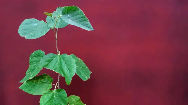 Folha Amoreira Fundo Vermelho Verão — Fotografia de Stock