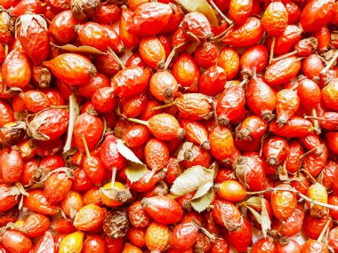 kırmızı kuru dogrose, doğal arka plan