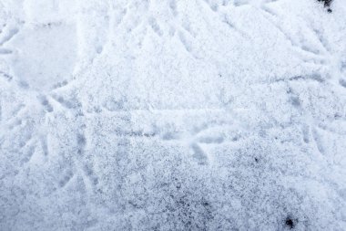 trail of bird and people in the snow