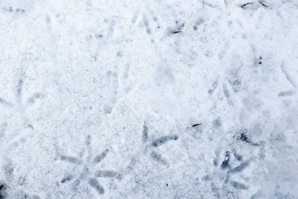 Spur Von Vögeln Und Menschen Schnee — Stockfoto