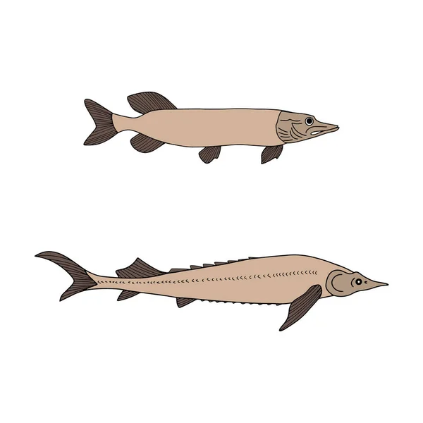 Ryba Čmáranice Ikona Sturgeona Štiky Izolovaná Bílém Plody Moře Logo — Stockový vektor
