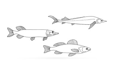 Çörek balığı. Sturgeon ve Pike ikonu beyaza izole edildi. Deniz ürünleri, logo. El çizimi çizimi. Sayfa boyama kitabı. Sketch vektör stok çizimi