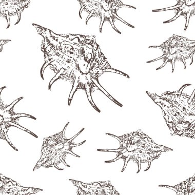 Karalama kabuklu deniz hayvanları beyazı üzerinde izole edilmiş. Elle çizim, Vektör hisse senedi çizimi. EPS 10