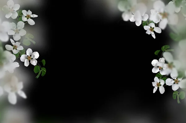 Elma çiçeği dalı, sanat, izole doğa, bahar, arkaplan, çiçek