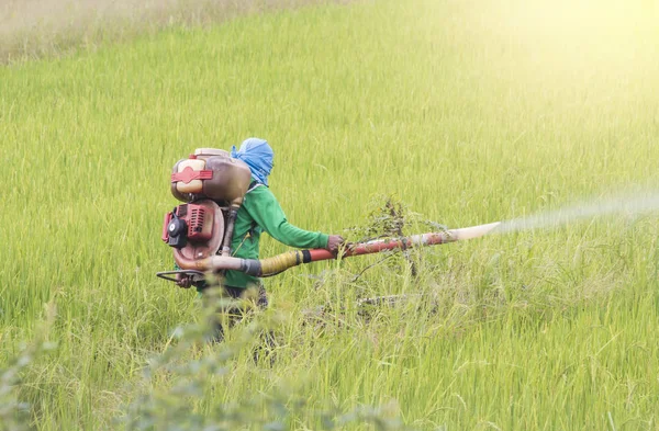 Agricultor Pulverizando Pesticida Campo Arroz — Fotografia de Stock