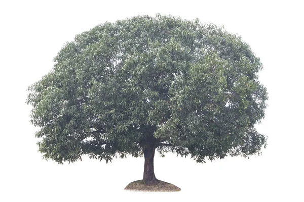 Μάνγκο Δέντρο Λευκό Φόντο — Φωτογραφία Αρχείου