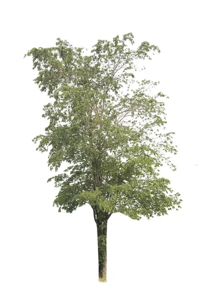 Geïsoleerde Bomen Witte Achtergrond — Stockfoto