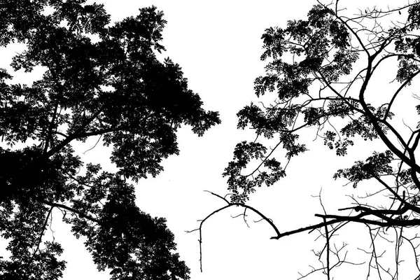 Дерево Ізольоване Білому Тлі Силует — стокове фото