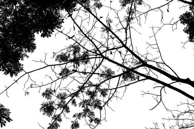 Siluet veya ağaç brunch siyah görüntü ayırma beyaz arka plan üzerinde.