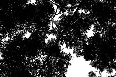 Siluet bahar yaz arka plan ağaç yaprak üzerinde beyaz arka plan üzerine beyaz izole