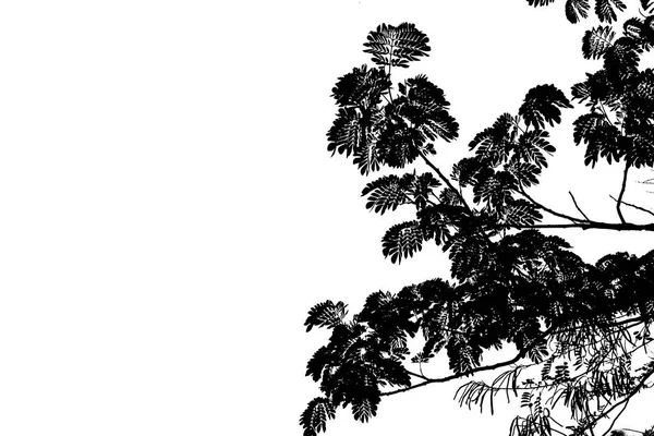 Siluet ağaç brunch izole beyaz