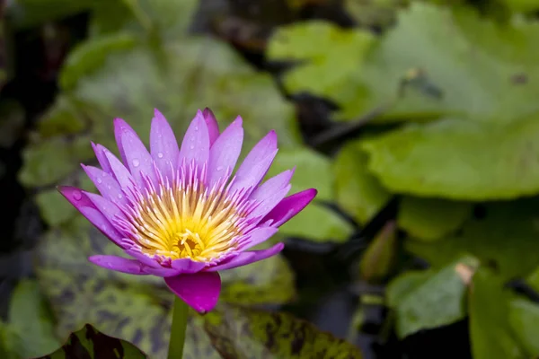 Paarse Lotusbloem Met Waterdruppel — Stockfoto