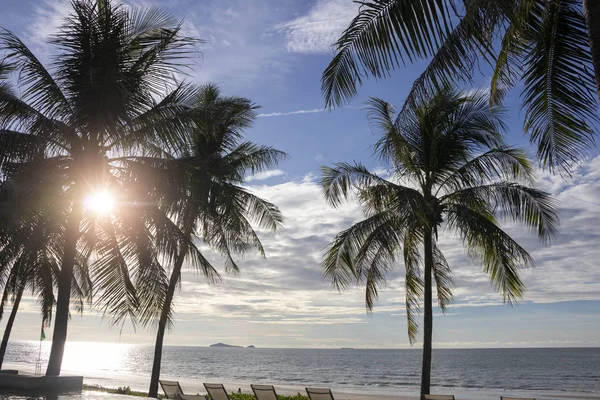 Coconut tree on beach