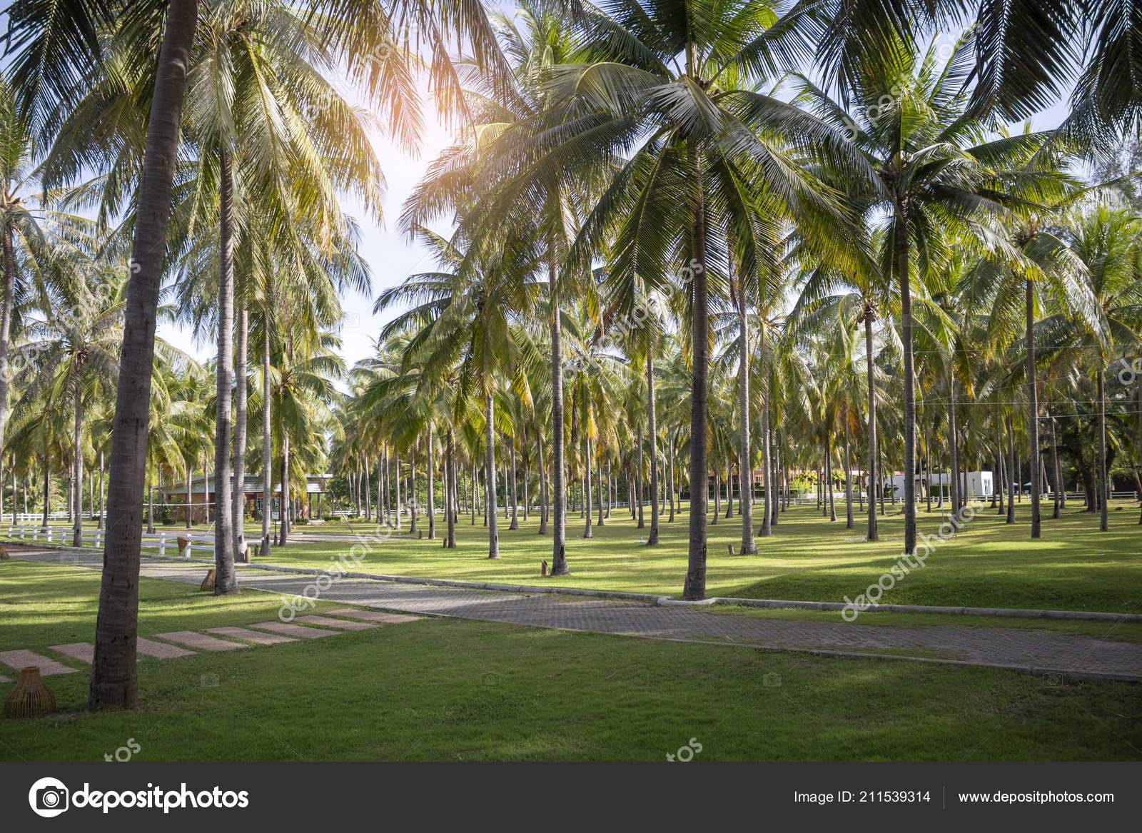 View Coconut Palms Resort Thailand Nature Background Stock - 